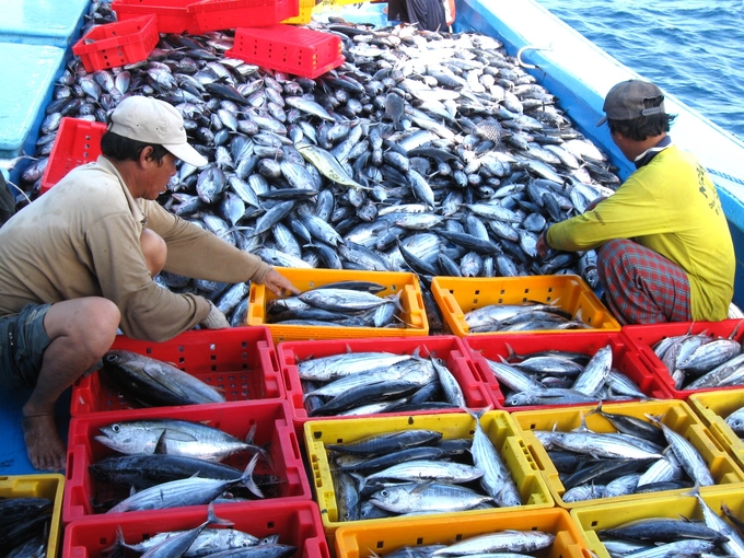 Những cây chà dẫn dụ được cá ngừ sọc dưa nên thời gian gần đây các tàu hành nghề lưới vây của ngư dân Bình Định ăn nên làm ra. Ảnh: V.Đ.T.