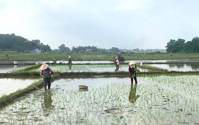 Production linkage model associated with rice product consumption in Duong Thanh commune, Phu Binh district, Thai Nguyen province.