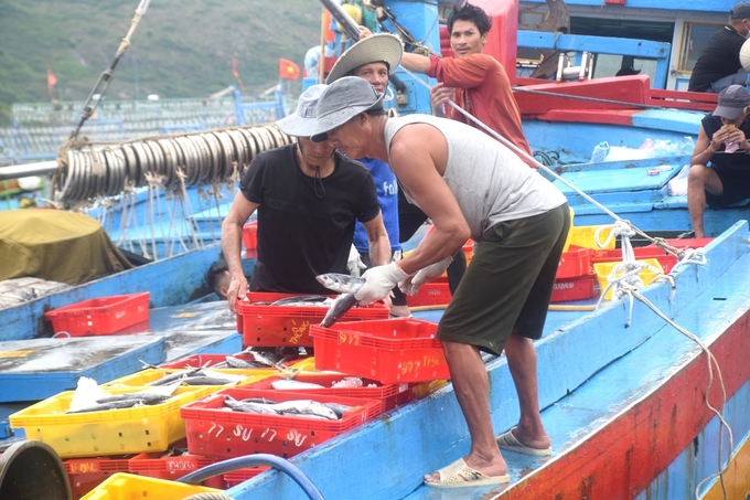 Cá ngừ dọc dưa thời gian gần đây ổn định với giá trên dưới 30.000đ/kg nên thuyền viên đi trên những tàu hành nghề lưới vây ở Bình Định có thu nhập ổ định, gắn bó với nghề. Ảnh: V.Đ.T.