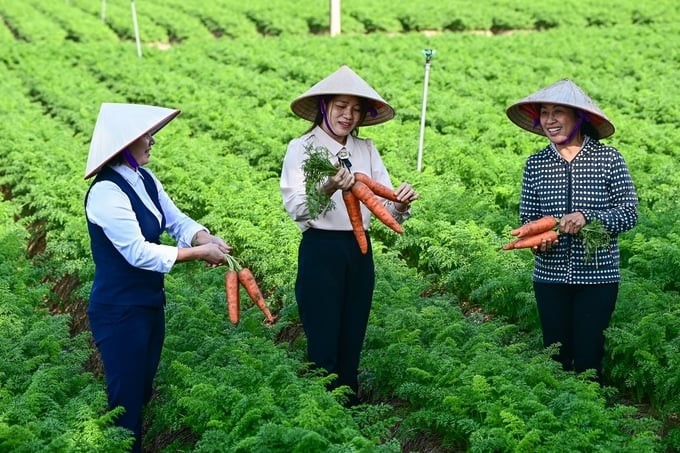 Ms. Nguyen Thi Hanh, Secretary of the Duc Chinh Commune Party Committee (middle), visits the commune's carrot field. Photo: Tung Dinh.
