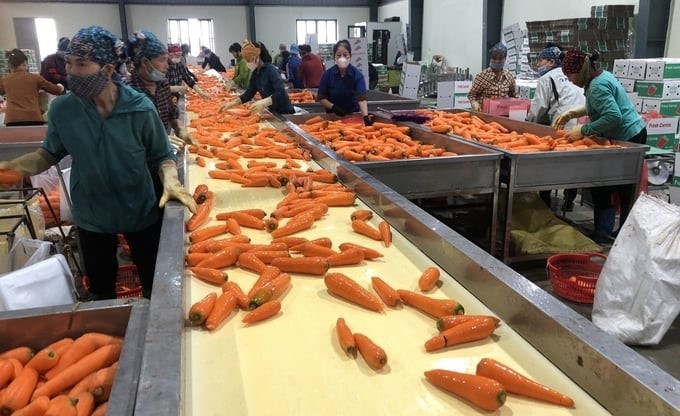 Duc Chinh Cooperative's carrot pre-processing line has a capacity of 100 tons/day. Photo: Duc Chinh Cooperative.