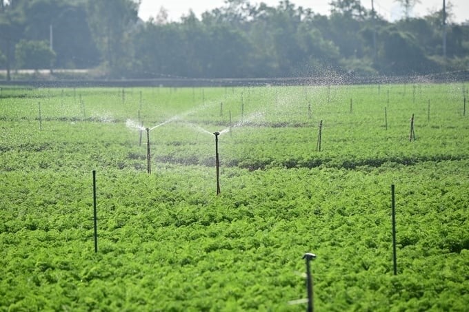 Modern irrigation technology, taking water directly from the Thai Binh River, ensures the water source for carrot fields outside the dyke of Duc Chinh commune. Photo: Tung Dinh.