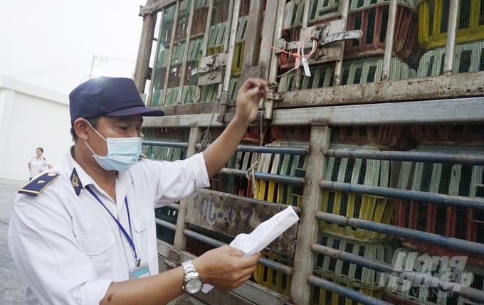 Veterinary officers check information before animals are transferred for consumption in Ho Chi Minh City. Photo: Nguyen Thuy.