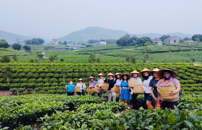 Tien Yen Tea and Community Tourism Cooperative has 2 ha of tea that has been certified with a Production Unit code.