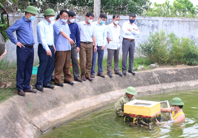 Mô hình thử nghiệm nuôi chạch lấu tại Trung tâm giống thủy sản Nghệ An cho kết quả khả quan.