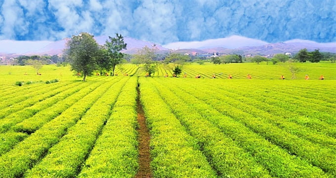 Ha Tinh province currently has over 850 hectares of tea production area developed in association with businesses.