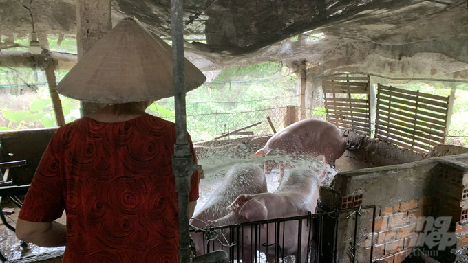 Hằng ngày, bà Nguyễn Thị Hai dội rửa chuồng nuôi 3 lần/ngày, để đảm bảo sức khỏe cho đàn heo. Ảnh: Hồ Thảo.