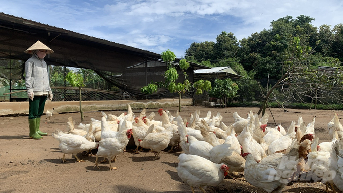 Đến nay, toàn tỉnh Trà Vinh đã xây dựng được 3 cơ sở an toàn dịch bệnh lở mồm long móng (xã Hưng Mỹ, Hòa Lợi, Phước Hảo, huyện Châu Thành). Ảnh: Hồ Thảo.