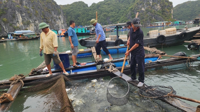 Cá chim vây vàng có giá trị kinh tế cao, được người dân quan tâm. Ảnh: Đinh Mười.