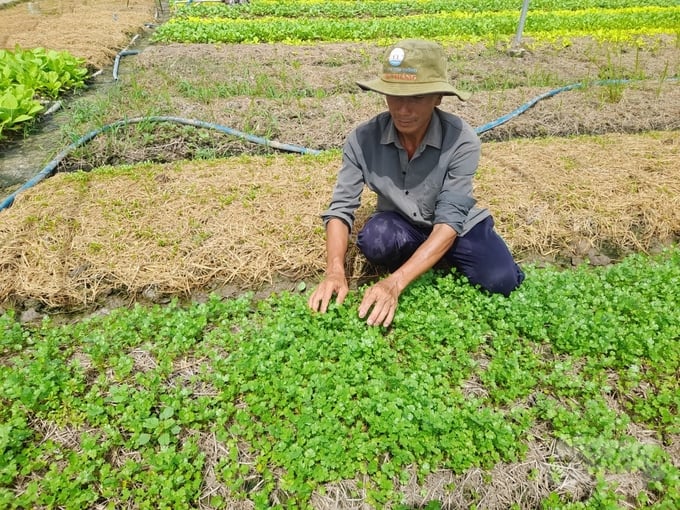 Many farming areas in the Mekong Delta may be affected by the impact of drought and saltwater intrusion in the first months of 2024. Photo: Ho Thao.