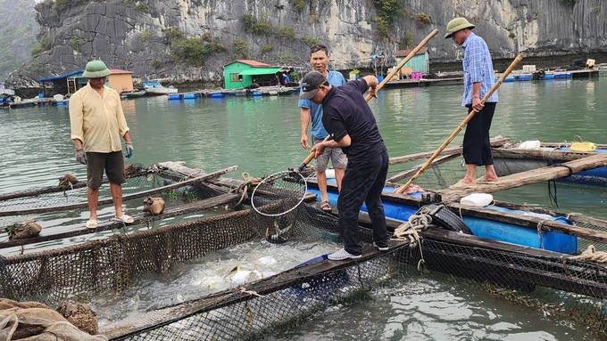 Người dân Cát Bà thu hoạch cá chim vây vàng bán cho thương lái. Ảnh: Đinh Mười.