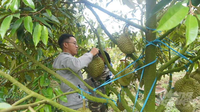 Gardeners harvest durian in Dak Lak. Photo: Nguyen Thuy.