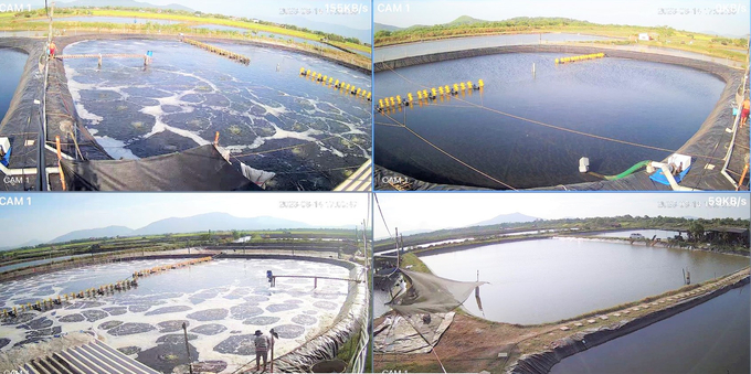 Making investments to convert from extensive shrimp farming to high-tech intensive farming not only creates a favorable environment for shrimp to grow but also limits the appearance of viral diseases in ponds. Photo: Thanh Nga.