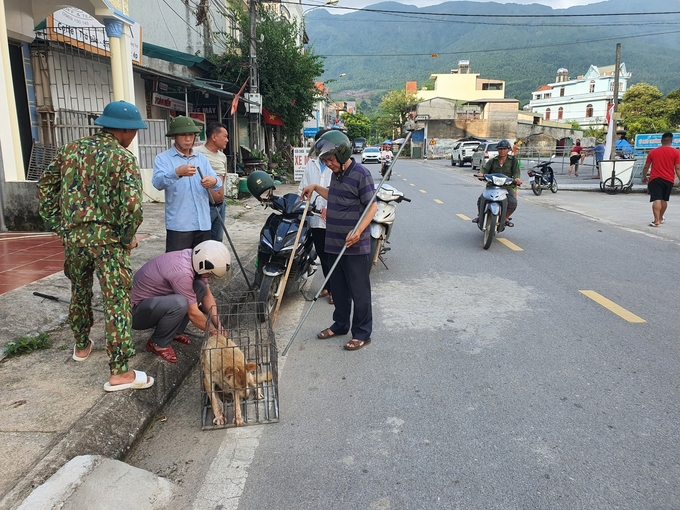Cơ quan chức năng bắt chó thả rông tại huyện Bình Liêu (tỉnh Quảng Ninh). Ảnh: Nguyễn Thành.