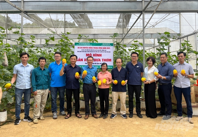The project has successfully deployed 18 demonstration models in Hung Yen, Hanoi, and Son La with vegetables such as pineapple melons, tomatoes, and leafy mustard greens. Photo: Trung Quan.