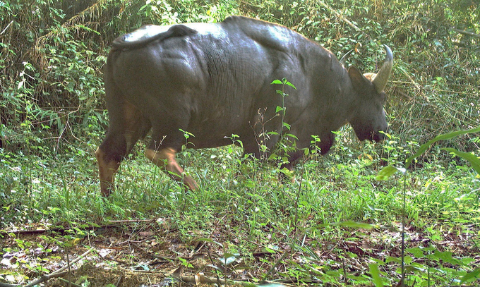 Bò tót được ghi nhận tại Vườn quốc gia Cát Tiên. Ảnh: VFBC.