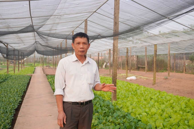 Ông Nguyễn Văn Hào, Giám đốc Hợp tác xã Nông nghiệp Tiền Lệ cho biết, HTX có 500 hộ sản xuất rau trên tổng diện tích trên 40ha. Ảnh: Hồng Thắm.