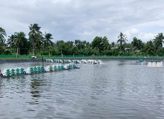 Giai đoạn này, bà con nuôi tôm nên tạm ngưng thả giống, tập trung cải tạo, tu sửa bờ và đáy ao, chờ thông báo khung lịch thời vụ. Ảnh: Kiều Trang.