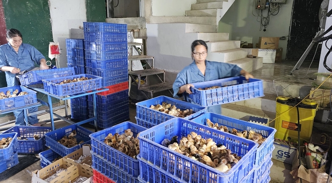 Trang trại cung cấp giống gà kiến tại huyện Quảng Ninh đảm bảo chất lượng cao. Ảnh: Tâm Phùng.