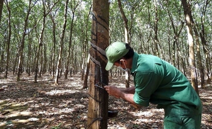 VRG will soon achieve the four goals of green growth and sustainable development for 2023-2030. Photo: Thanh Son.