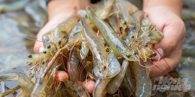 The loss rate in shrimp farming due to diseases fluctuates every year, affecting many farmers in the Mekong Delta region. Photo: Kim Anh.