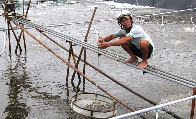 Shrimp farming households need to organize production within the allowable scope, financial capability, and techniques to minimize damage during the farming process. Photo: Kim Anh.