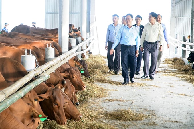 UBND tỉnh Quảng Trị giao Công ty Cổ phần Nông nghiệp hữu cơ Thương mại Quảng Trị tiếp nhận 100 con bò để xây dựng mô hình thực nghiệm chăn nuôi bò chuyên thịt chất lượng cao. Ảnh: Võ Dũng.