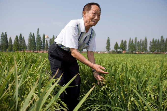 Giáo sư Viên Long Bình, người được vinh danh là 'cha đẻ lúa lai'.