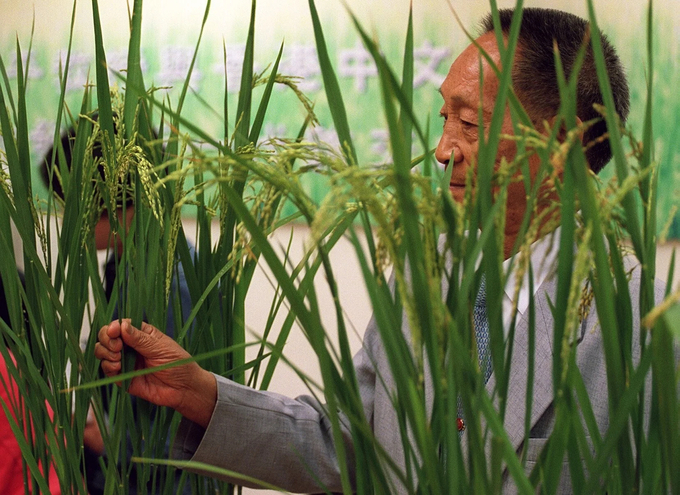 GS. Viên Long Bình là người có công với thành công của lúa lai Việt Nam.