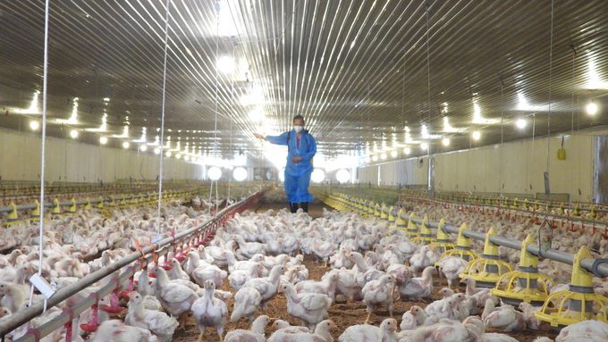 Binh Duong farmers proactively disinfect their farms to ensure disease safety. Photo: Tran Trung.