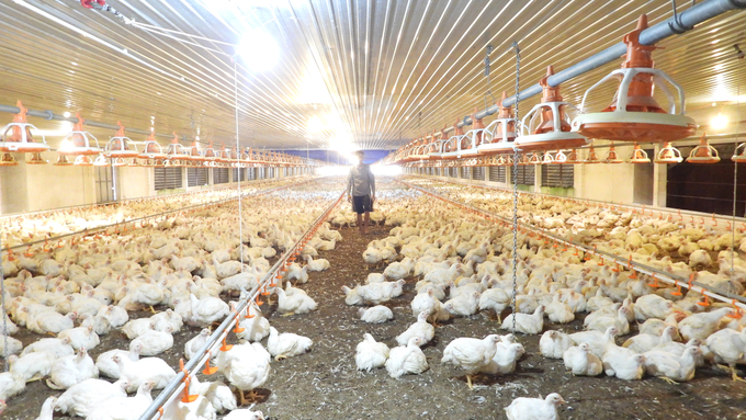 Le Thi Mon's cold chicken farm in Tan Hiep commune is invested as a 'resort' free of disease. Photo: Tran Trung.