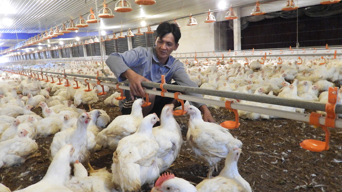 Concentrated livestock farming and applying CNC in production are the 'keys' for Binh Duong to build a disease-free zone qualified for international standards. Photo: Tran Trung.