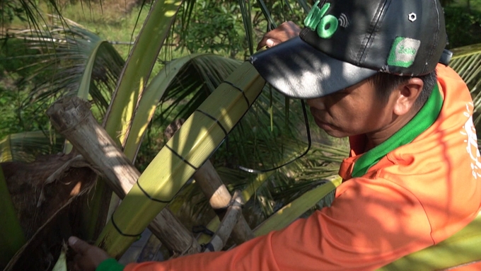 The worker massages the coconut twice a day. Each tree yields 1–1.5 liters of nectar. Photo: Ho Thao.