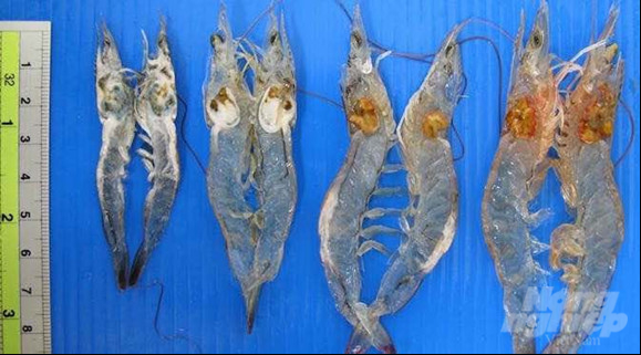 Samples of farmed shrimp tested for EHP infection. Photo: Kim Anh.