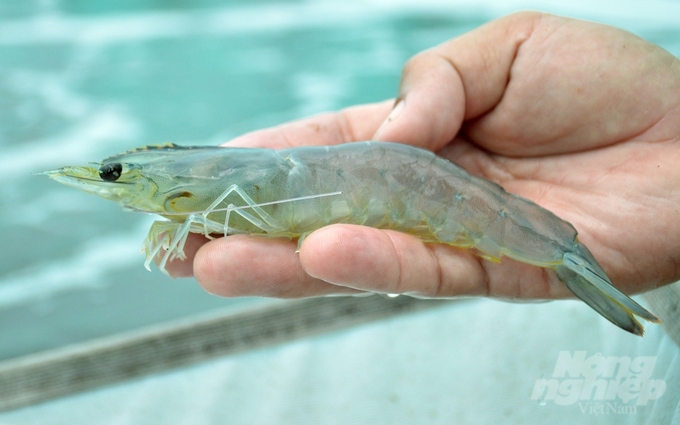 Common dangerous diseases in shrimp today include white spot disease, AHPND, and EHP. Photo: Kim Anh.