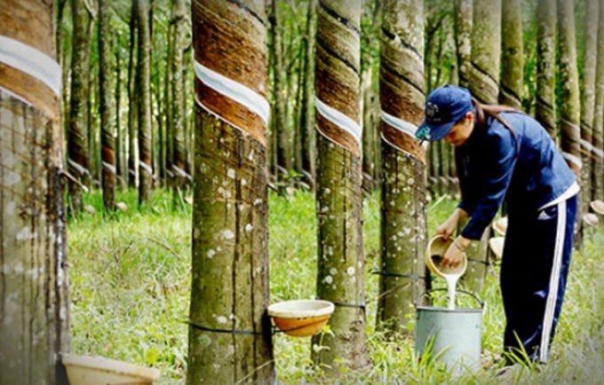 In 2019, VRG issued a sustainable forest management program for the 2010-2024. Photo: VRG.