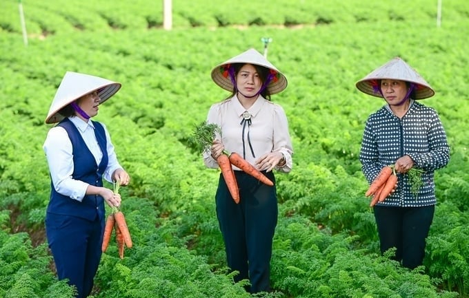 Hai Duong province plans to develop more diverse leafy vegetables to serve export in the future. Photo: Tung Dinh.