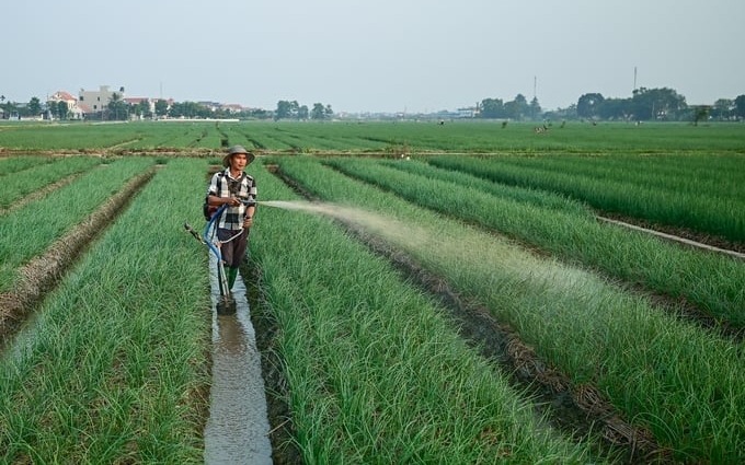 Hai Duong is a key locality in winter vegetable production.