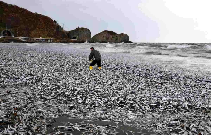 Cá chết phủ trắng bờ biển trên đảo Hokkaido, Nhật Bản hôm 7/12. Ảnh: JapanNews.
