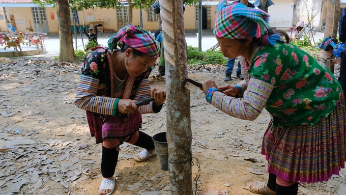 Đồng bào người Mông được tấp huấn, dạy nghề khai thác mủ cao su tại huyện Sìn Hồ. Ảnh: Bảo Thắng.