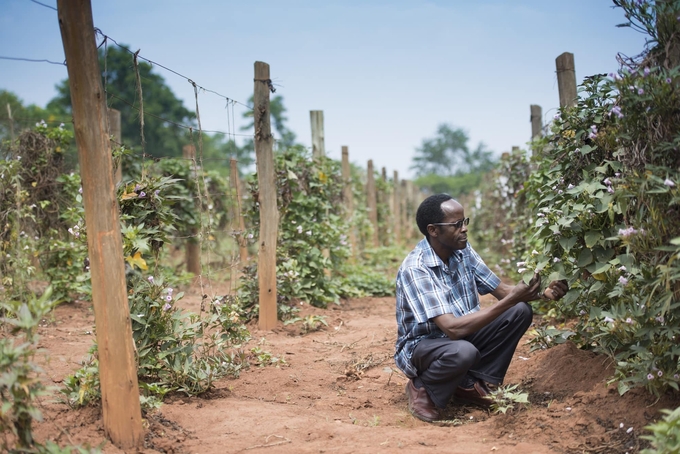 Confronting these complex challenges, African scientists recognize an opportunity for transformative change in food systems. Photo: CGIAR.