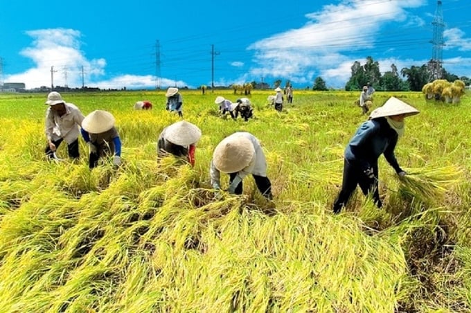 The project aims to comprehensively transform the rice industry.