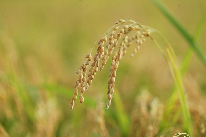 The number of type II rice varieties has exceeded half of the approved varieties; Most hybrid varieties are widely grown.