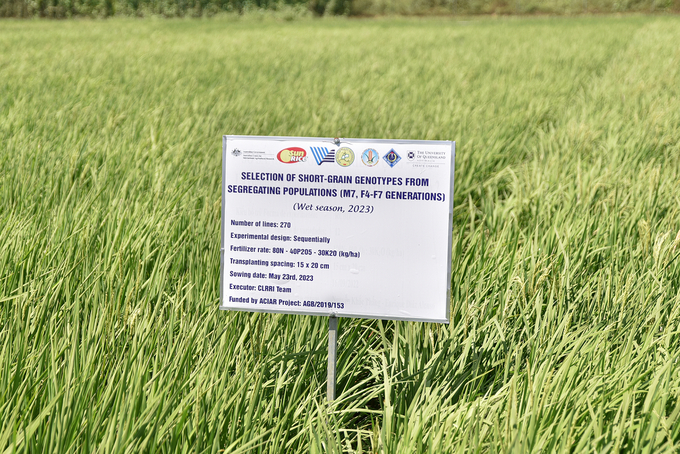 Rice cultivating model at the Cuu Long Rice Research Institute.