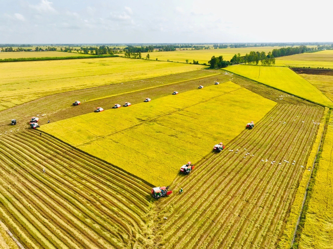 The One Million Hectares Project marks a significant transformation in the landscape of rice production. Photo: Le Hoang Vu.