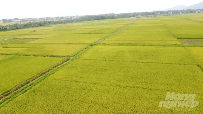 Những cánh đồng mẫu lớn đang mang đến những mùa vàng bội thu cho nông dân xứ Thanh. Ảnh: Duy Học.
