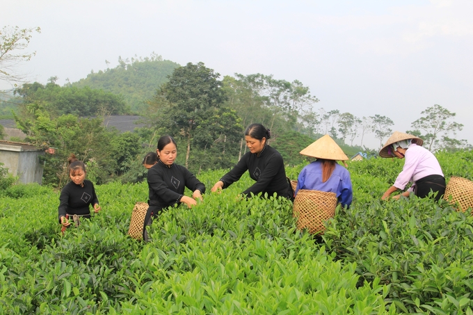 HTX Dịch vụ nông nghiệp Phú Hội (xã Sơn Phú, huyện Định Hóa) có trên 2ha chè được trồng, chăm sóc theo hướng hữu cơ. Ảnh: Phạm Hiếu.