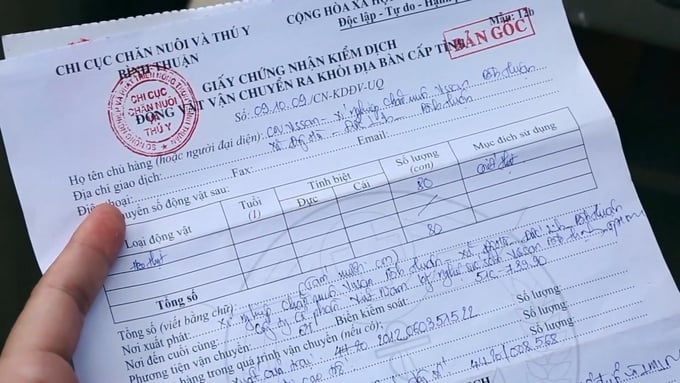 Giấy chứng nhận kiểm dịch động vật khi đưa heo từ Bình Thuận về TP.HCM giết mổ.