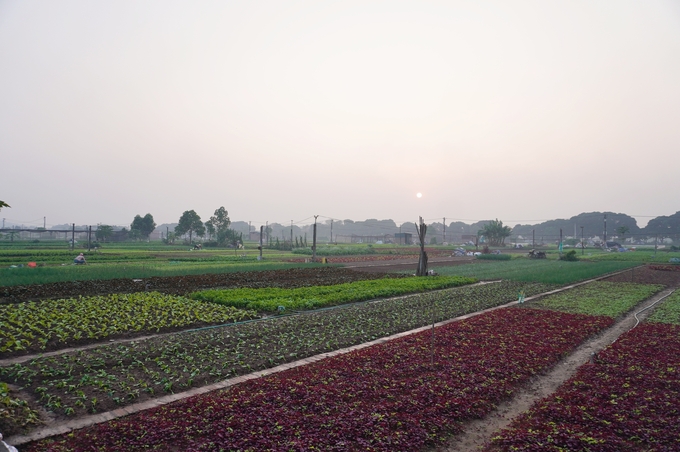 Chi cục Trồng trọt và BVTV Hà Nội triển khai nhiều giải pháp giảm thiểu sử dụng vật tư nông nghiệp tại một số vùng sản xuất nông nghiệp trọng điểm. Ảnh: Hồng Thắm.