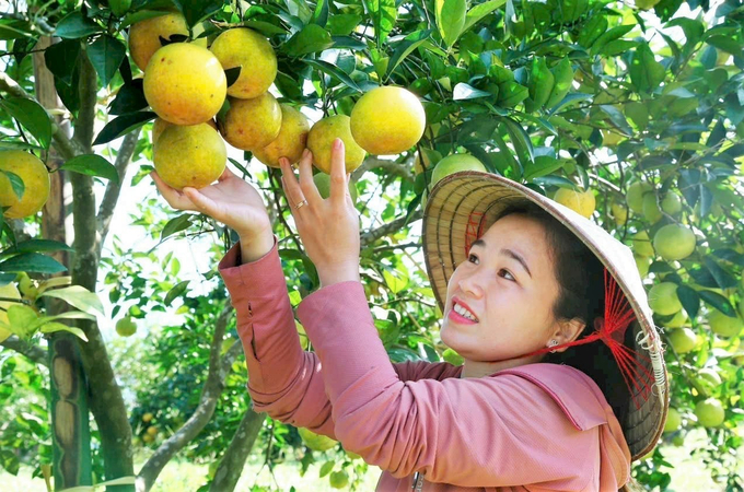 Cây cam là một trong những sản phẩm chủ lực được lựa chọn phát triển theo tiêu chuẩn hữu cơ giai đoạn 2023 - 2030. Ảnh: Hưng Phúc.